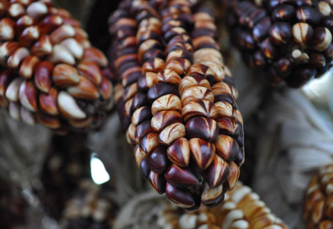 sdvsv